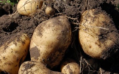 La pomme de terre, une astuce pour entretenir vos objets et surface en acier.