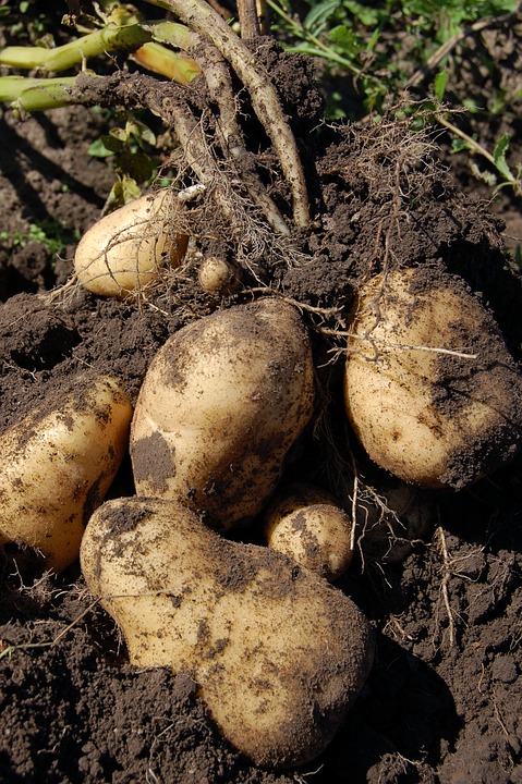 Pomme de terre